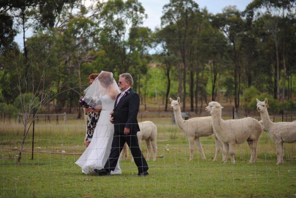 Starline Alpacas Farmstay Resort Broke Exterior photo