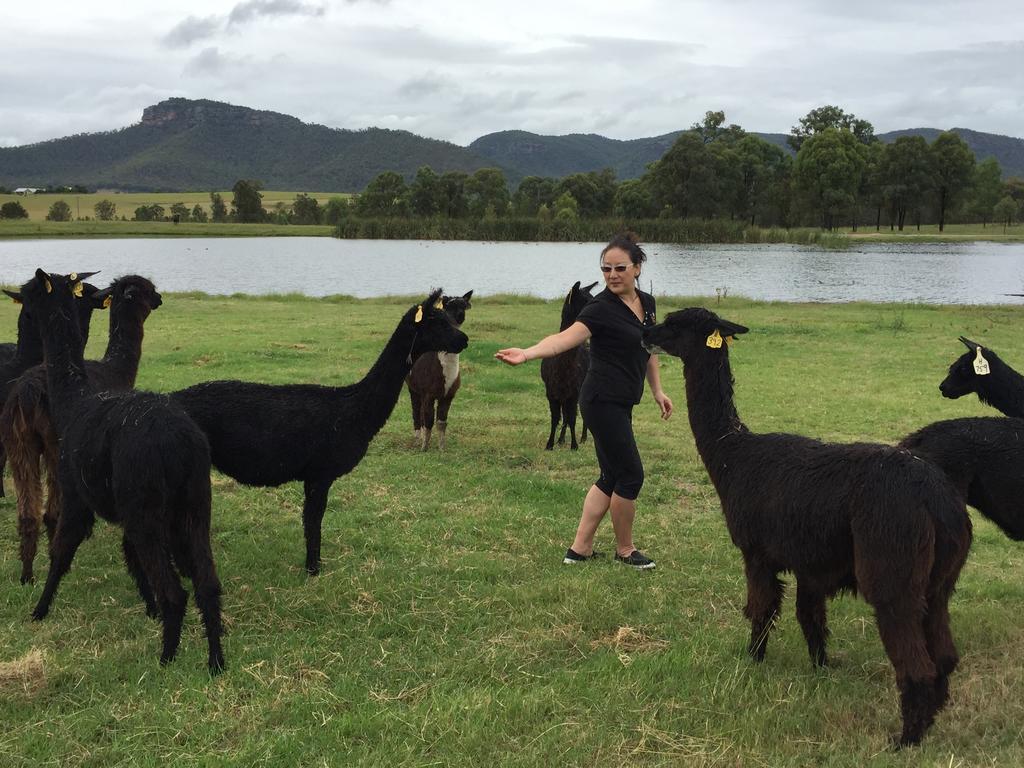 Starline Alpacas Farmstay Resort Broke Exterior photo