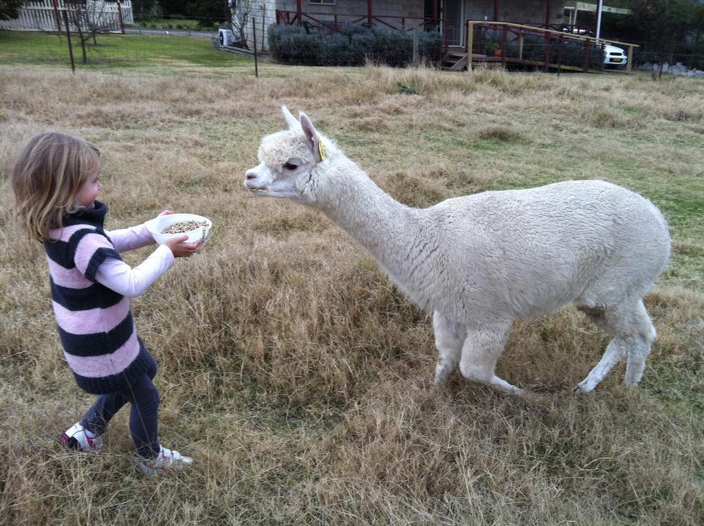 Starline Alpacas Farmstay Resort Broke Exterior photo