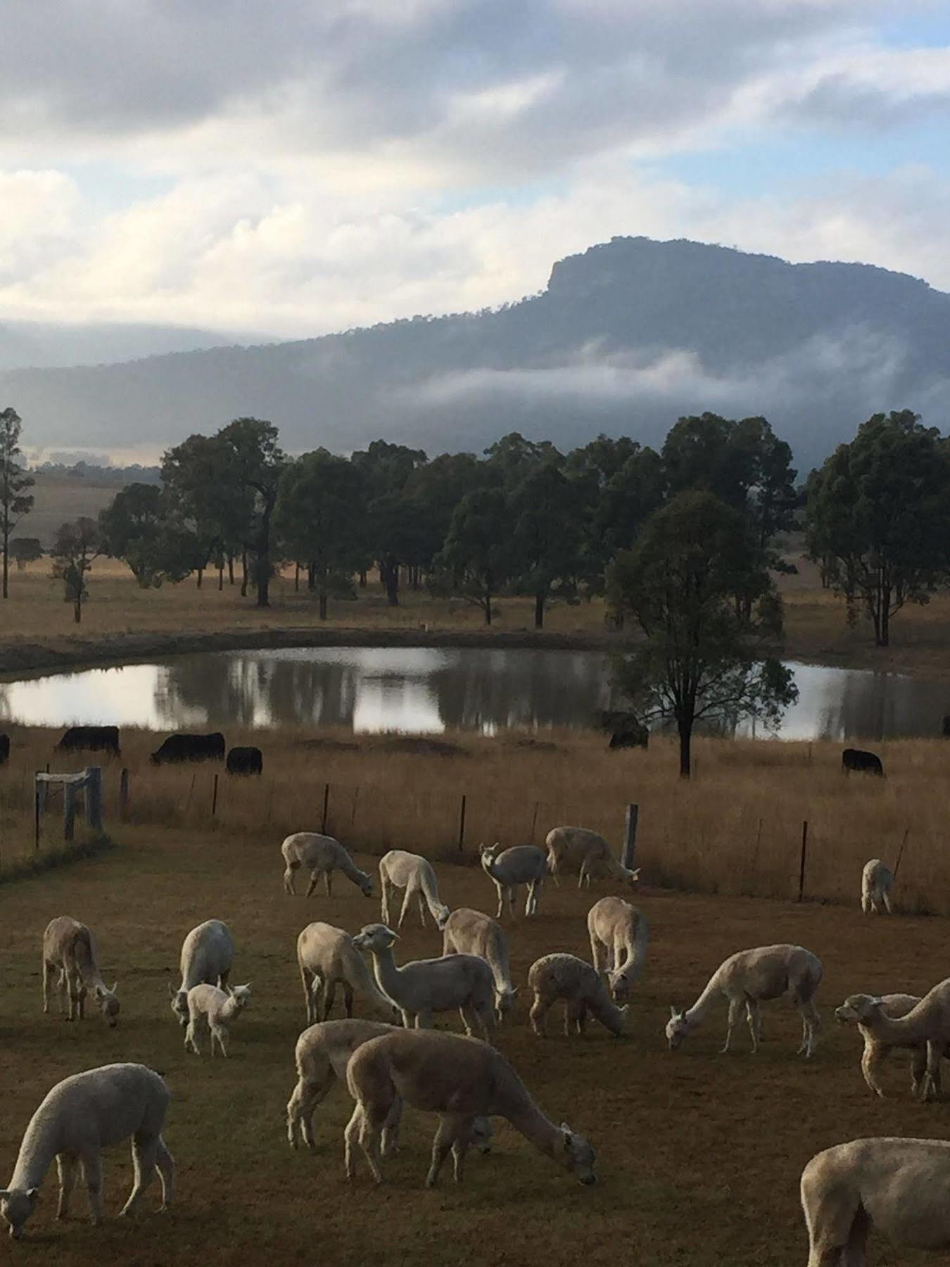 Starline Alpacas Farmstay Resort Broke Exterior photo